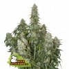 Seedstockers Big Bud Auto feminizovaná autoflowering