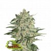 Seedstockers Big Bud feminizovaná