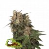 Seedstockers Blackberry Gum feminizovaná