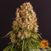 Barney´s Farm Orange Sherbert feminizovaná