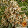 Barney´s Farm Orange Sherbert feminizovaná