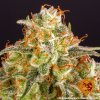 Barney´s Farm Orange Sherbert feminizovaná