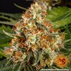 Barney´s Farm Orange Sherbert feminizovaná
