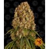 Barney´s Farm Orange Sherbert feminizovaná
