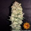 Barney´s Farm Pineapple Chunk feminizovaná