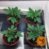 Barney´s Farm Pineapple Chunk feminizovaná