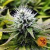 Barney´s Farm Pineapple Chunk feminizovaná