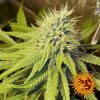 Barney´s Farm Pineapple Chunk feminizovaná