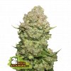 Seedstockers White Widow feminizovaná