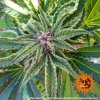 Barney´s Farm Peyote Critical feminizovaná