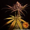 Barney´s Farm Peyote Critical feminizovaná
