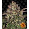 Barney´s Farm Peyote Critical feminizovaná