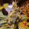 Barney´s Farm Pineapple Express Auto feminizovaná autoflowering