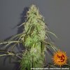 Barney´s Farm Pineapple Express Auto feminizovaná autoflowering