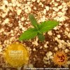 Barney´s Farm Pineapple Express Auto feminizovaná autoflowering