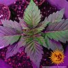 Barney´s Farm Pineapple Express Auto feminizovaná autoflowering