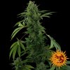 Barney´s Farm Pineapple Express Auto feminizovaná autoflowering