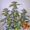 Barney´s Farm Pineapple Express Auto feminizovaná autoflowering