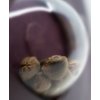 big bud feminized xl 3 Sensi Seeds Big Bud feminizovaná