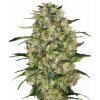 black domina xl Sensi Seeds Black Domina feminizovaná