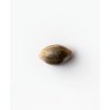 eagle bill xl 1 Sensi Seeds Eagle Bill regulérní