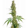 eagle bill xl Sensi Seeds Eagle Bill regulérní