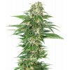 early skunk autoflowering xl Sensi Seeds Early Skunk Automatic feminizovaná autoflowering