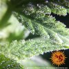 Barney´s Farm Peyote Cookies feminizovaná