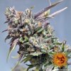 Barney´s Farm Peyote Cookies feminizovaná