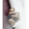 Sensi Seeds Jack Flash #5 feminizovaná 3