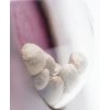 Sensi Seeds Jamaican Pearl feminizovaná 2