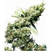 Sensi Seeds Jamaican Pearl feminizovaná
