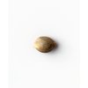 Sensi Seeds Michka feminizovaná 1