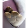 Sensi Seeds Michka feminizovaná 5