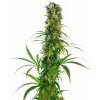 Sensi Seeds Michka feminizovaná