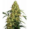 Sensi Seeds Mexican Sativa feminizovaná