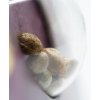 Sensi Seeds Northern Light #5 x Haze feminizovaná 3