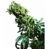 Sensi Seeds Northern Light #5 x Haze feminizovaná 1