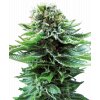 Sensi Seeds Northern Lights Autoflowering feminizovaná autoflowering