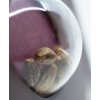 Sensi Seeds Sensi Skunk feminizovaná 2