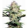 Sensi Seeds Sensi Skunk Automatic feminizovaná autoflowering