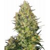 Sensi Seeds Shiva Skunk feminizovaná