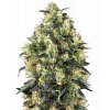 Sensi Seeds Super Skunk Autoflowering feminizovaná autoflowering