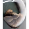 Sensi Seeds Hindu Kush regulérní 2