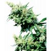 Sensi Seeds Hash Plant regulérní