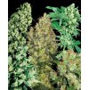 Sensi Seeds Indoor Mix regulérní