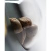 Sensi Seeds Jamaican Pearl regulérní 2