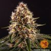 Barney´s Farm Pink Kush feminizovaná