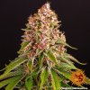 Barney´s Farm Pink Kush feminizovaná