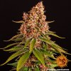 Barney´s Farm Pink Kush feminizovaná